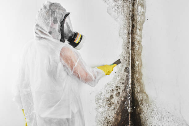 Best Black Mold Removal  in Lynchburg, OH