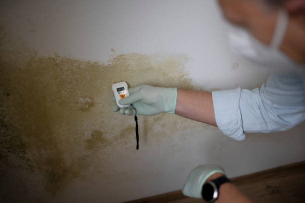 Best Commercial Mold Removal  in Lynchburg, OH