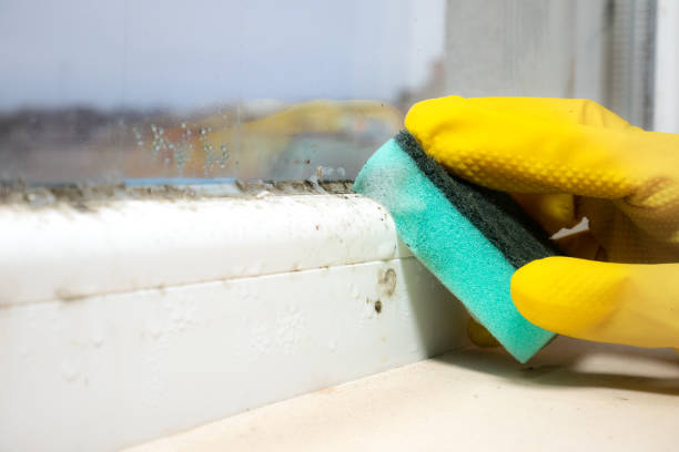 Best Fast Mold Removal  in Lynchburg, OH