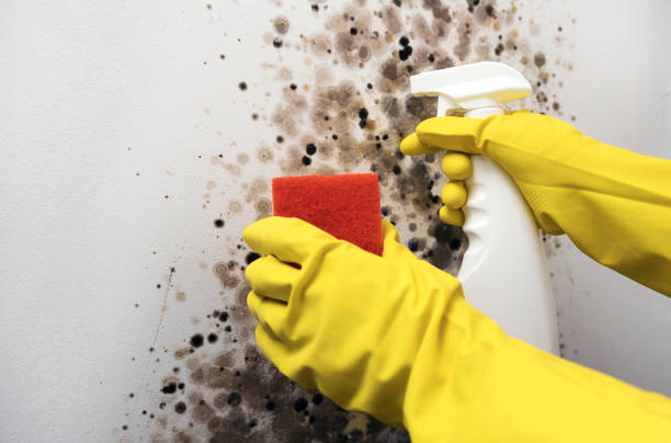 Best Mold Testing  in Lynchburg, OH