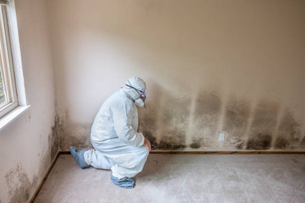 Home Mold Removal in Lynchburg, OH