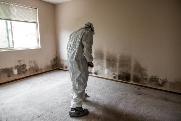 Best Residential Mold Removal  in Lynchburg, OH