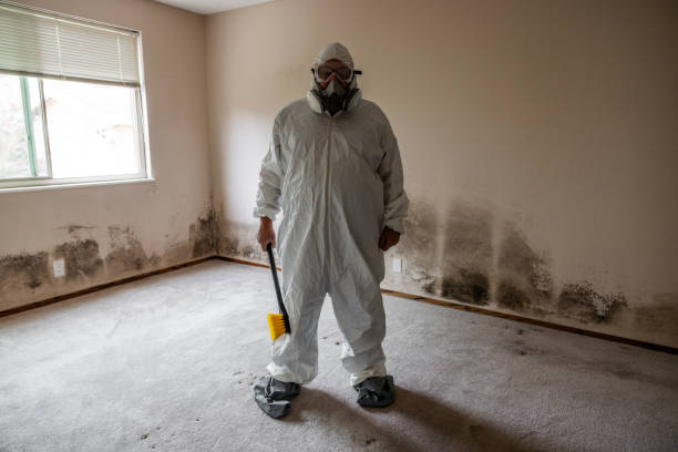 Attic Mold Removal in Lynchburg, OH