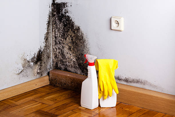 Best Attic Mold Removal  in Lynchburg, OH