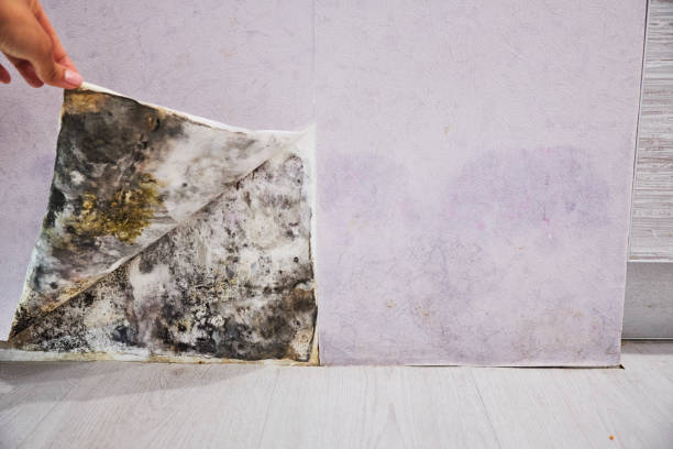 Best Commercial Mold Removal  in Lynchburg, OH